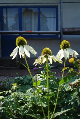 Der Garten des Ernst-May-Hauses 2008